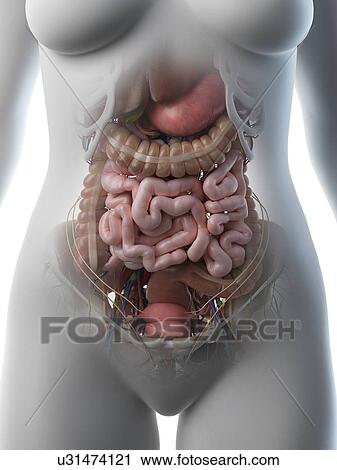 Stock Image - Female abdominal organs, illustration. Fotosearch