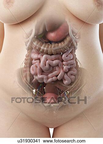 Stock Image - Female abdominal organs, illustration. Fotosearch