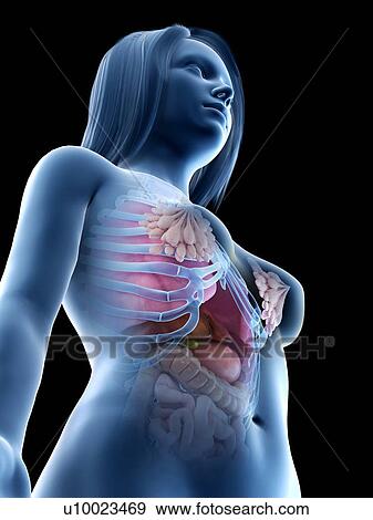 Female abdominal organs, illustration View Large Photo Image Stock Photo - Female abdominal organs, illustration. Fotosearch