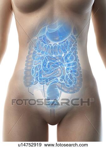 Stock Photo - Female abdominal organs, illustration. Fotosearch