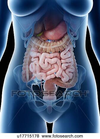 Female abdominal organs, illustration View Large Photo Image Stock Photo - Female abdominal organs, illustration. Fotosearch