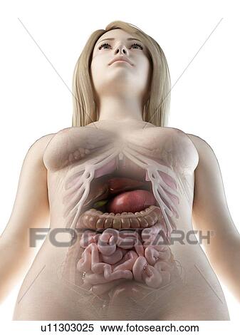 Female abdominal organs, illustration View Large Photo Image Stock Photography - Female abdominal organs, illustration. Fotosearch