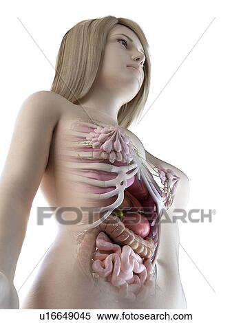 Female abdominal organs, illustration View Large Photo Image Stock Photography - Female abdominal organs, illustration. Fotosearch