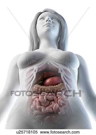 Female abdominal organs, illustration View Large Photo Image Stock Photography - Female abdominal organs, illustration. Fotosearch
