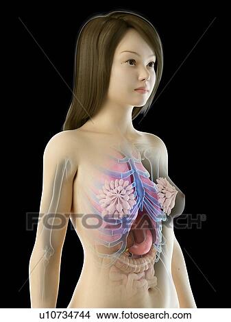 Picture - Female anatomy, illustration. Fotosearch