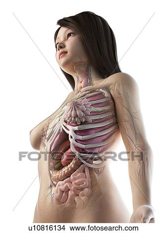 Picture - Female anatomy, illustration. Fotosearch
