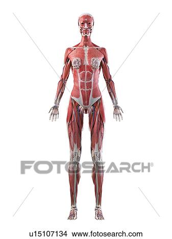 Picture - Female anatomy, illustration. Fotosearch