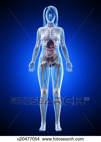 Female anatomy, illustration View Large Photo Image Picture - Female anatomy, illustration. Fotosearch