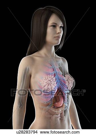 Female anatomy, illustration View Large Photo Image Picture - Female anatomy, illustration. Fotosearch