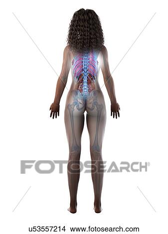 Picture - Female anatomy, illustration. Fotosearch