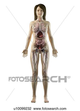 Stock Image - Female anatomy, illustration. Fotosearch