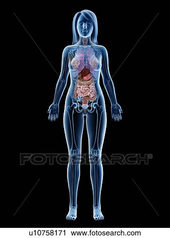 Female anatomy, illustration View Large Photo Image Stock Image - Female anatomy, illustration. Fotosearch