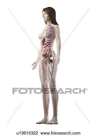 Female anatomy, illustration View Large Photo Image Stock Image - Female anatomy, illustration. Fotosearch