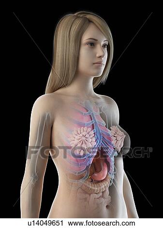 Stock Image - Female anatomy, illustration. Fotosearch