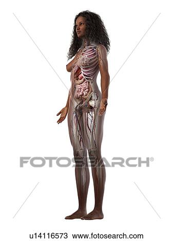 Stock Image - Female anatomy, illustration. Fotosearch