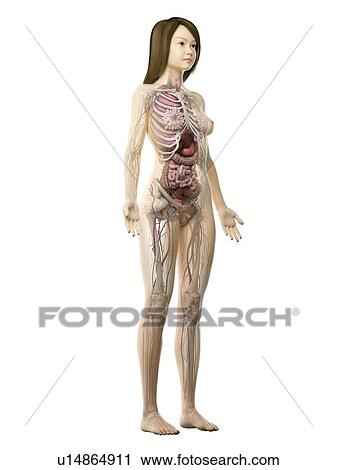 Female anatomy, illustration View Large Photo Image Stock Image - Female anatomy, illustration. Fotosearch