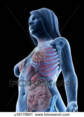 Female anatomy, illustration View Large Photo Image Stock Image - Female anatomy, illustration. Fotosearch