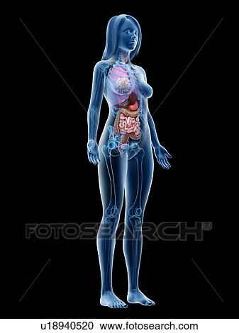 Female anatomy, illustration View Large Photo Image Stock Image - Female anatomy, illustration. Fotosearch