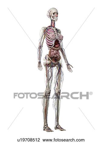 Stock Image - Female anatomy, illustration. Fotosearch