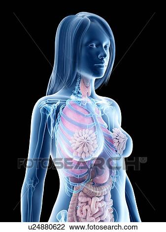 Stock Image - Female anatomy, illustration. Fotosearch