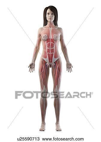 Stock Image - Female anatomy, illustration. Fotosearch
