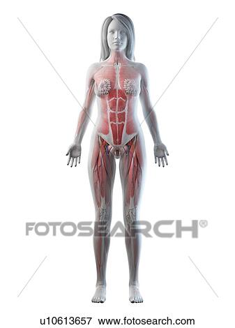 Stock Photo - Female anatomy, illustration. Fotosearch