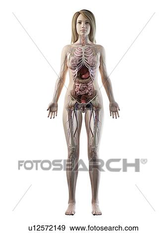 Stock Photo - Female anatomy, illustration. Fotosearch