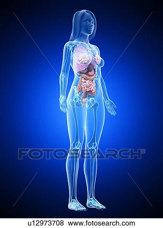 Female anatomy, illustration View Large Photo Image Stock Photo - Female anatomy, illustration. Fotosearch