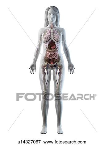 Stock Photo - Female anatomy, illustration. Fotosearch