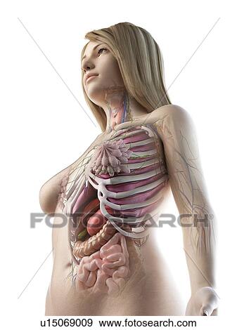 Stock Photo - Female anatomy, illustration. Fotosearch