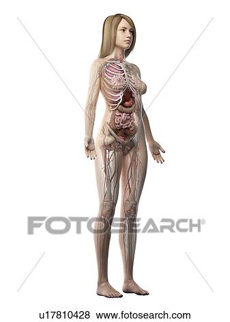 Stock Photo - Female anatomy, illustration. Fotosearch