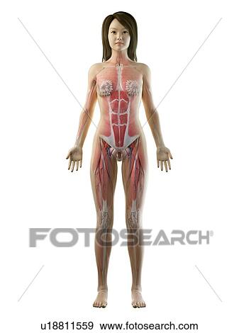 Stock Photo - Female anatomy, illustration. Fotosearch