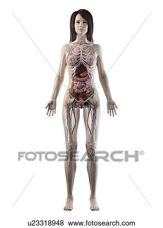 Female anatomy, illustration View Large Photo Image Stock Photo - Female anatomy, illustration. Fotosearch