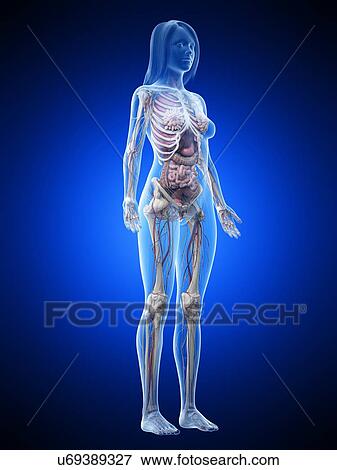Female anatomy, illustration View Large Photo Image Stock Photo - Female anatomy, illustration. Fotosearch