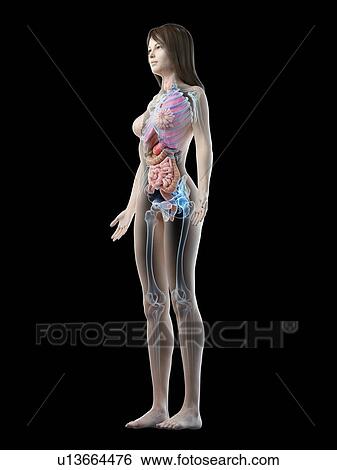 Stock Photograph - Female anatomy, illustration. Fotosearch