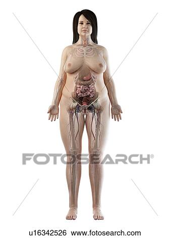Stock Photograph - Female anatomy, illustration. Fotosearch
