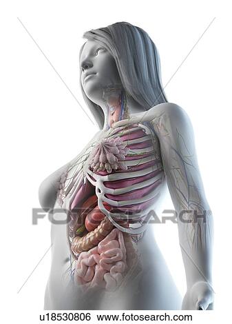 Female anatomy, illustration View Large Photo Image Stock Photograph - Female anatomy, illustration. Fotosearch