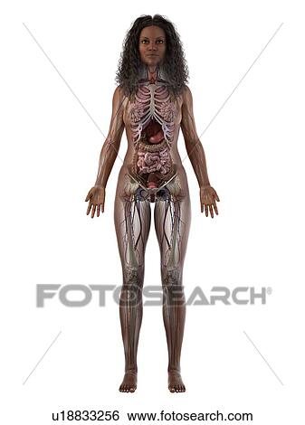 Stock Photograph - Female anatomy, illustration. Fotosearch