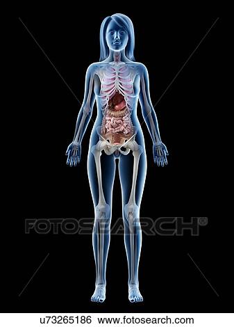 Female anatomy, illustration View Large Photo Image Stock Photograph - Female anatomy, illustration. Fotosearch