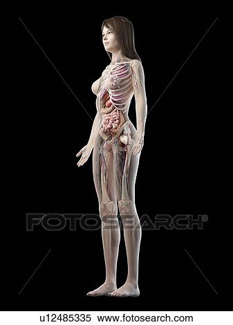 Female anatomy, illustration View Large Photo Image Stock Photography - Female anatomy, illustration. Fotosearch
