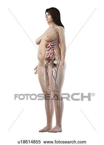 Stock Photography - Female anatomy, illustration. Fotosearch