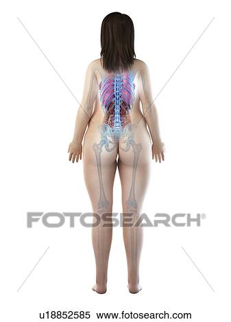 Female anatomy, illustration View Large Photo Image Stock Photography - Female anatomy, illustration. Fotosearch