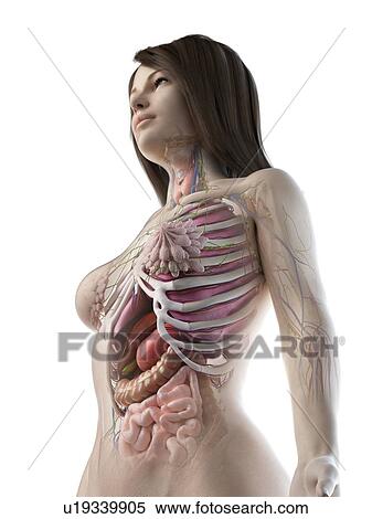 Stock Photography - Female anatomy, illustration. Fotosearch