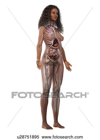 Stock Photography - Female anatomy, illustration. Fotosearch