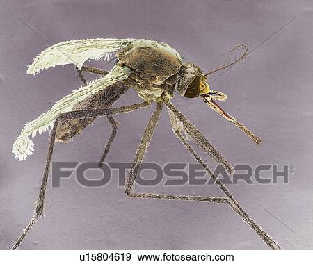 Stock Photo - Female Asian tiger mosquito, SEM. Fotosearch