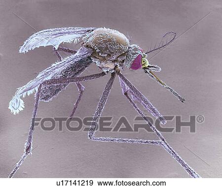 Stock Photo - Female Asian tiger mosquito, SEM. Fotosearch