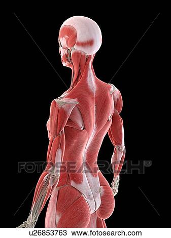 Stock Image - Female back muscles, illustration. Fotosearch