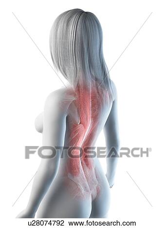 Stock Image - Female back muscles, illustration. Fotosearch