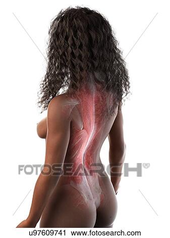 Stock Image - Female back muscles, illustration. Fotosearch