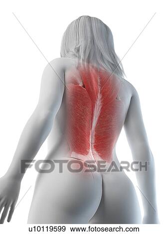 Stock Photo - Female back muscles, illustration. Fotosearch
